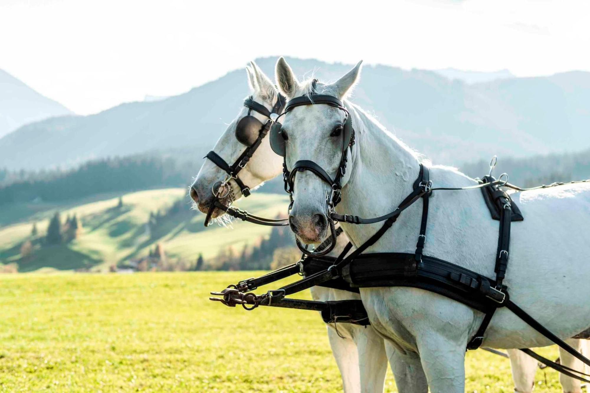 Posthotel Achenkirch Resort And Spa - Adults Only Esterno foto