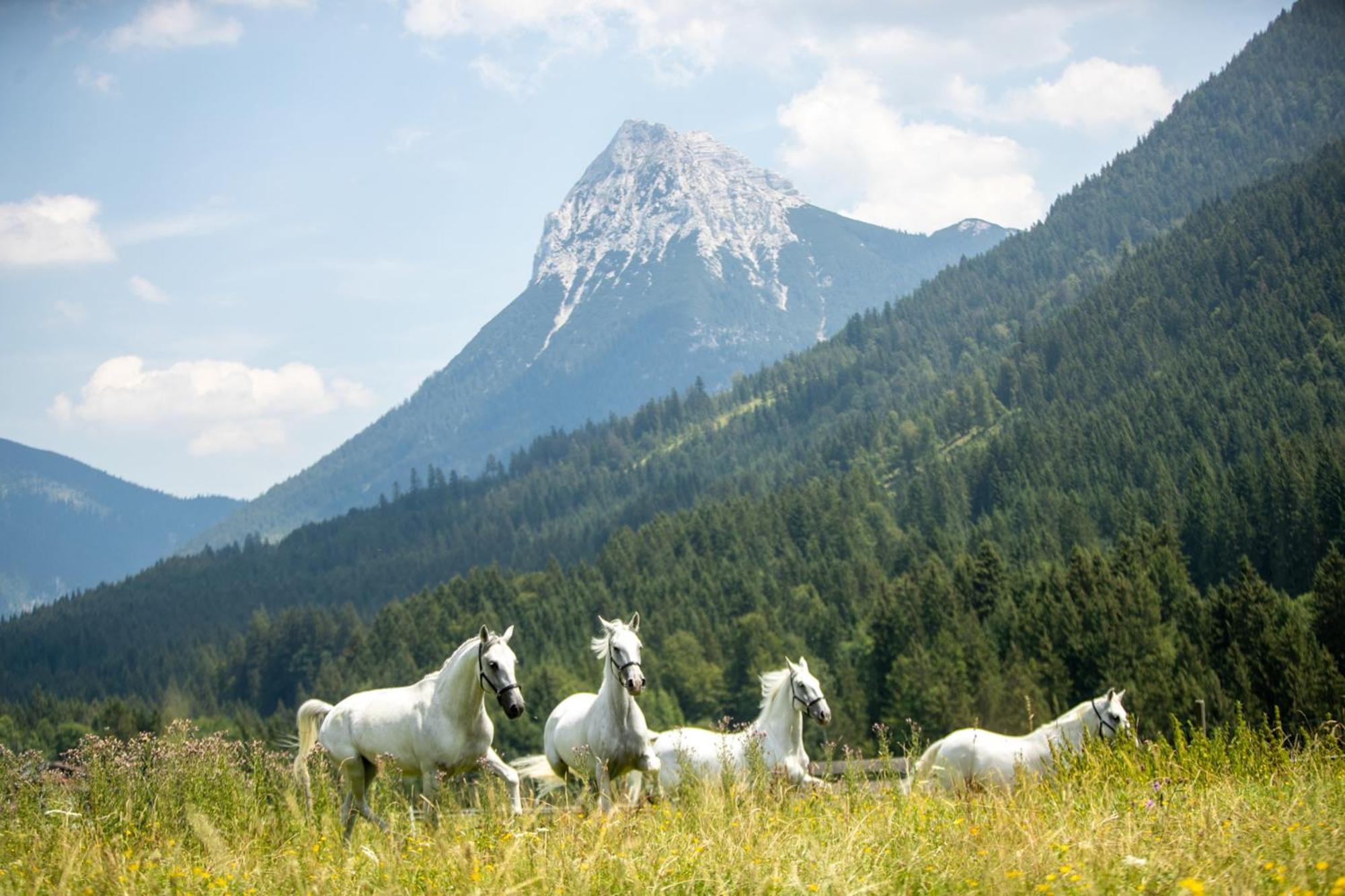 Posthotel Achenkirch Resort And Spa - Adults Only Esterno foto